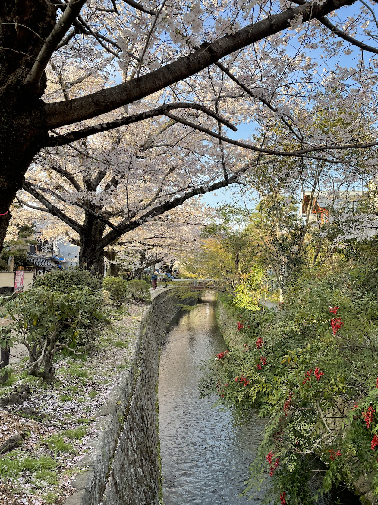 京都イラストレーターいわたまさよしホームページ